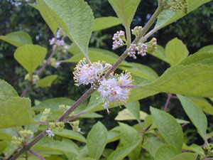American Beautyberry blooms